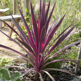 Cordyline australe 'Cherry Sensation' / Cordyline australis 'Cherry Sensation'